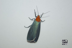 Apistosia judas