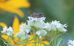 Meropachyinae