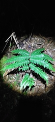 Diplazium viridissimum