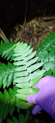 Diplazium viridissimum