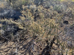 Cylindropuntia molesta