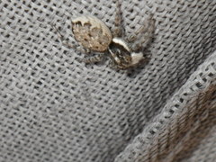 Menemerus semilimbatus
