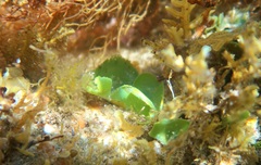 Dictyosphaeria sericea