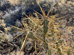 Cylindropuntia molesta