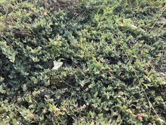 Atriplex maximowicziana