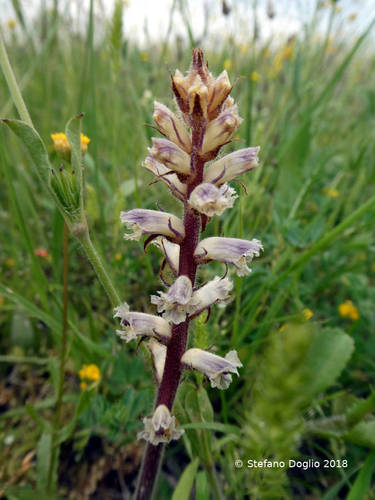 Common Broomrape
