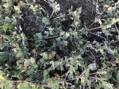 Atriplex maximowicziana