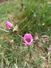 Sphaeralcea mendocina