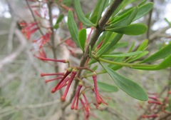 Amyema gaudichaudii