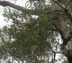 Amyema gaudichaudii