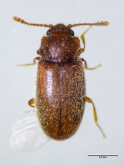 Cryptophagus hebes