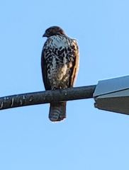 Buteo jamaicensis