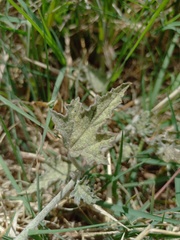 Sphaeralcea mendocina
