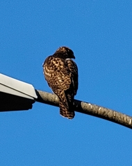 Buteo jamaicensis