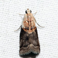 Acrobasis palliolella