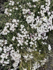 Junellia tridactylites