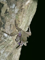 Episesarma versicolor