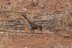 Pomatostomus ruficeps