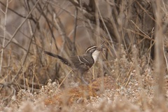 Pomatostomus ruficeps