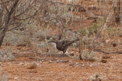 Pomatostomus ruficeps