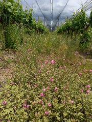 Sphaeralcea mendocina