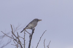 Pyrrholaemus brunneus