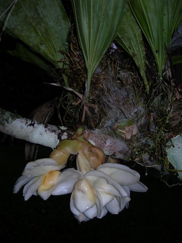 Stanhopea ecornuta, photograph 5