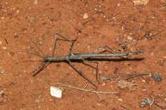 Paronchestus cornutus