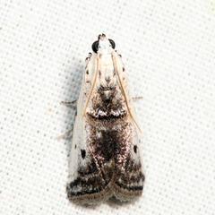 Acrobasis tumidulella