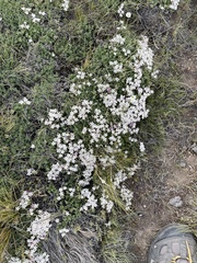 Junellia tridactylites