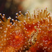 Corynactis australis - Photo (c) Marine Explorer (Dr John Turnbull)，保留部份權利CC BY-NC-SA