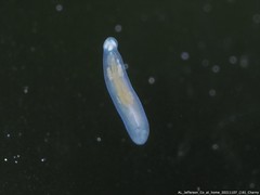 Macrostomum