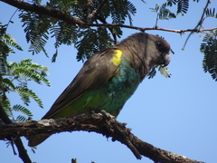 Poicephalus meyeri damarensis