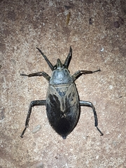 Belostoma