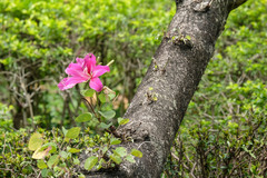 Bauhinia × blakeana