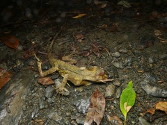 Lophosaurus spinipes