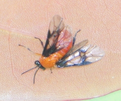 Sericoceros mexicanus