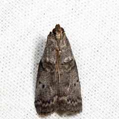 Acrobasis betulella