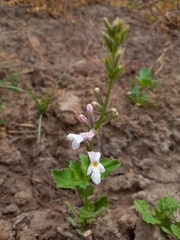 Pitraea cuneato-ovata