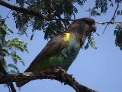 Poicephalus meyeri damarensis