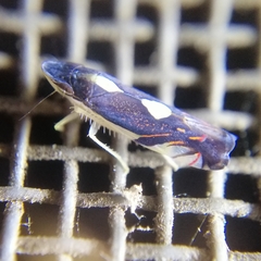 Diedrocephala variegata