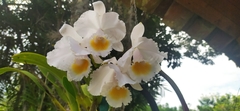 Cattleya quadricolor