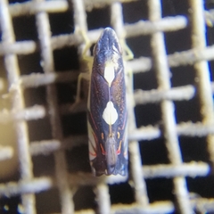 Diedrocephala variegata