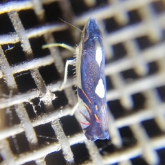 Diedrocephala variegata