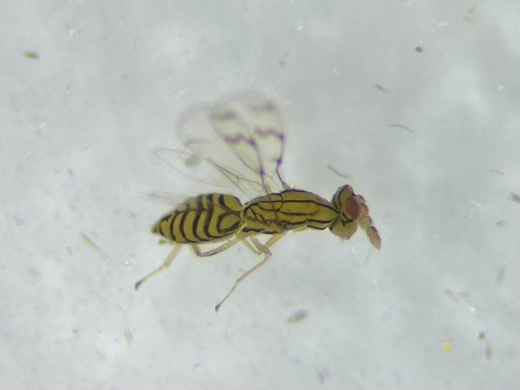 Zagrammosoma multilineatus
