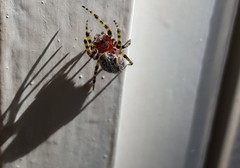 Alpaida alticeps