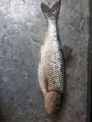 Semotilus corporalis