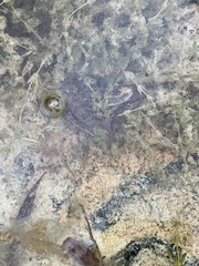 Lithobates onca