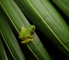 Ranoidea pearsoniana