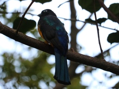 Trogon melanocephalus